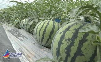 吃瓜网红 图片高清,揭秘吃瓜网红的视觉盛宴